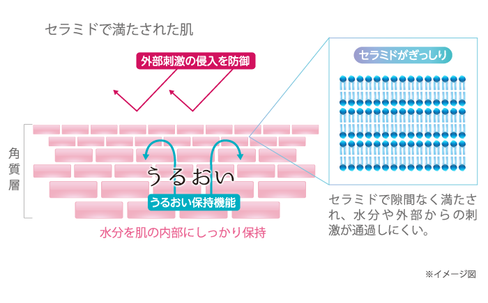 セラミドで満たされた肌