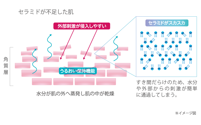 セラミドで満たされた肌